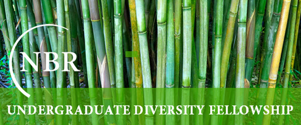 Fellowship-bamboo-600-250 | The National Bureau Of Asian Research (NBR)