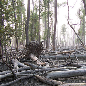 bangladesh_forest_300_300 | The National Bureau of Asian Research (NBR)